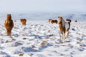 Iceland Horses