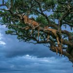 Lionesses Nap