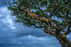 Lionesses Nap