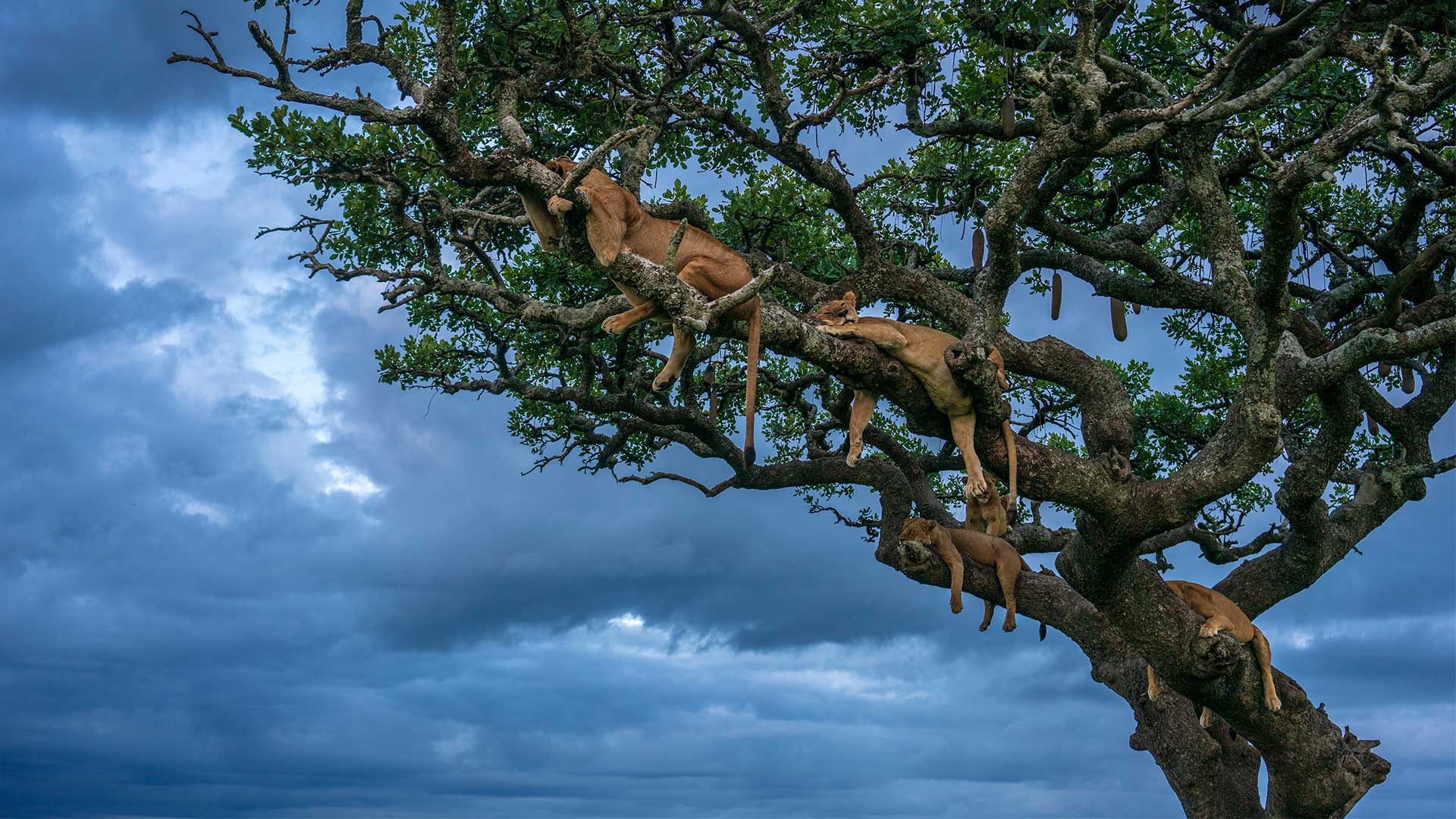 Lionesses Nap