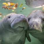 Nuzzle Manatee