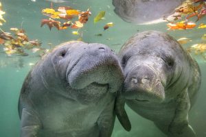 Nuzzle Manatee