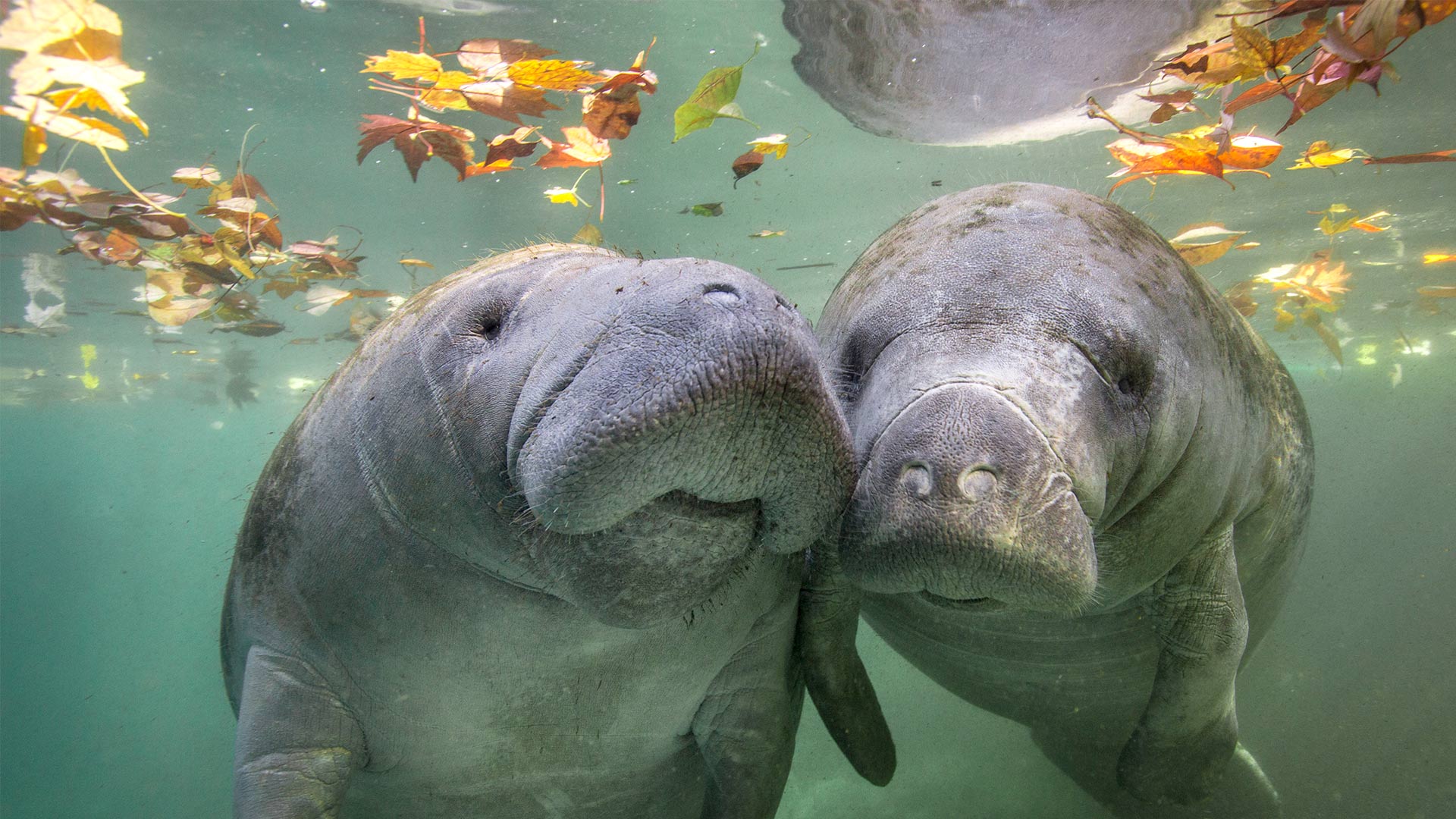 Nuzzle Manatee