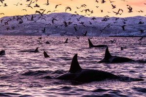 Orca Norway