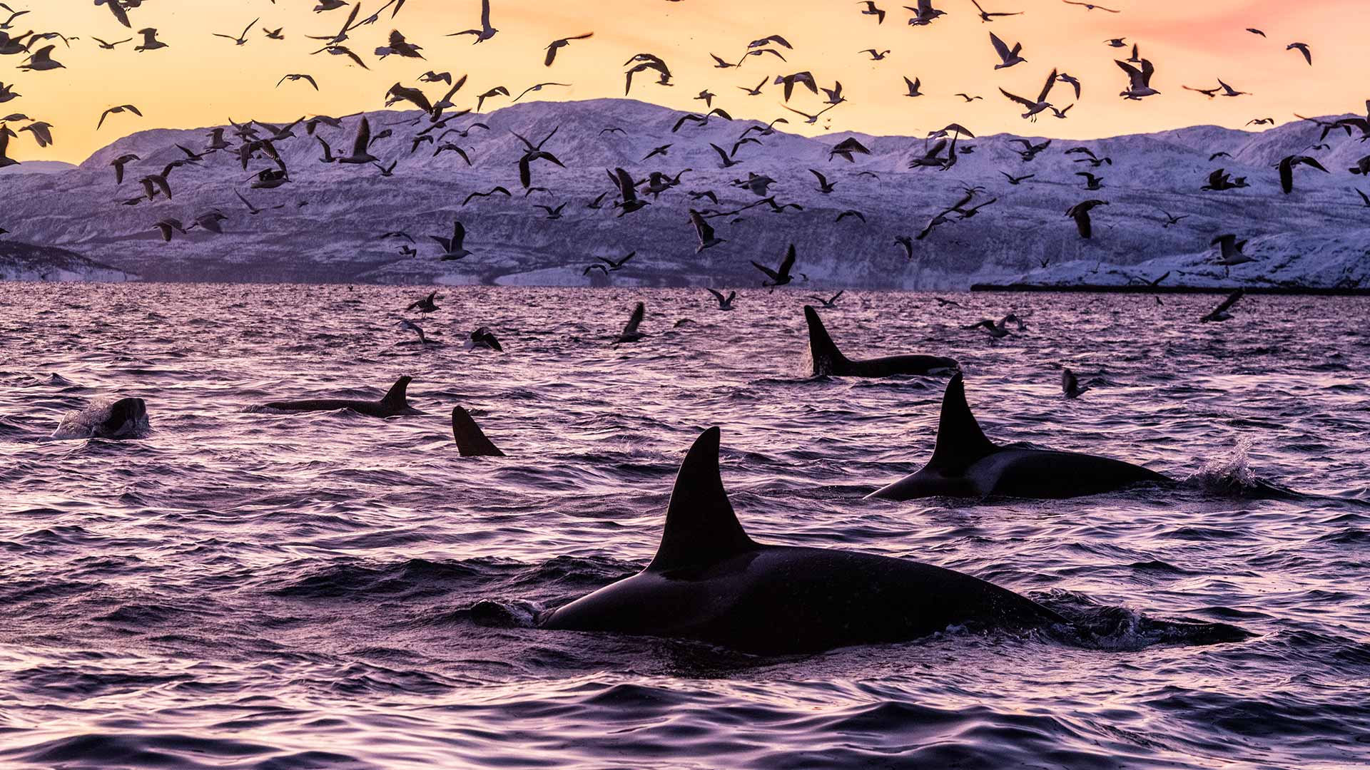 Orca Norway