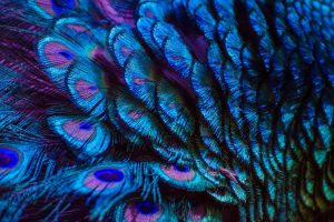 Peacock Feathers