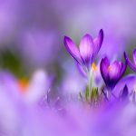 Purple Crocus