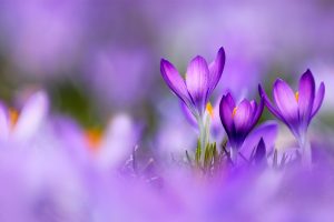 Purple Crocus