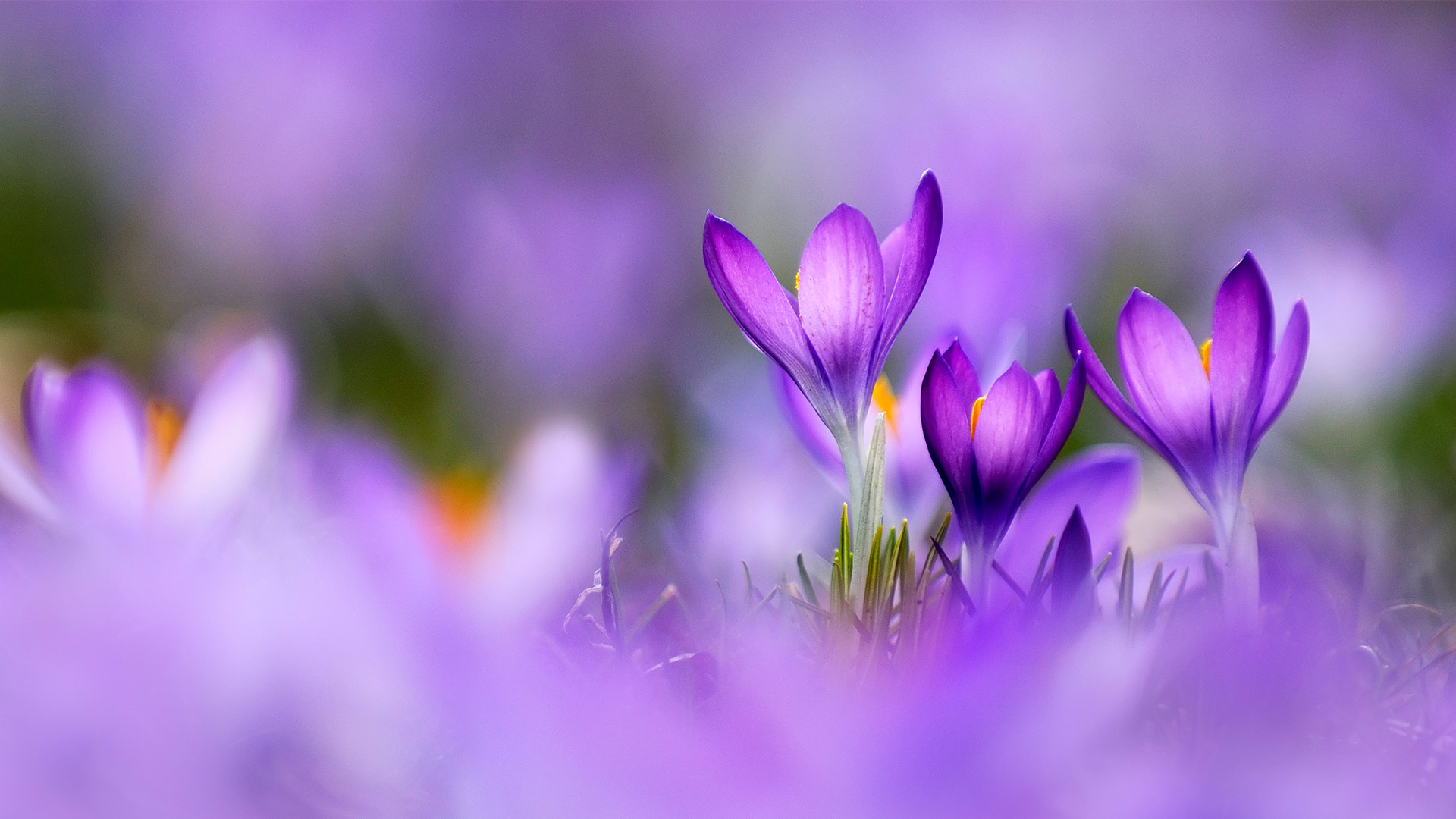 Purple Crocus