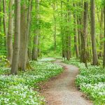 Wild Garlic