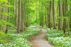 Wild Garlic