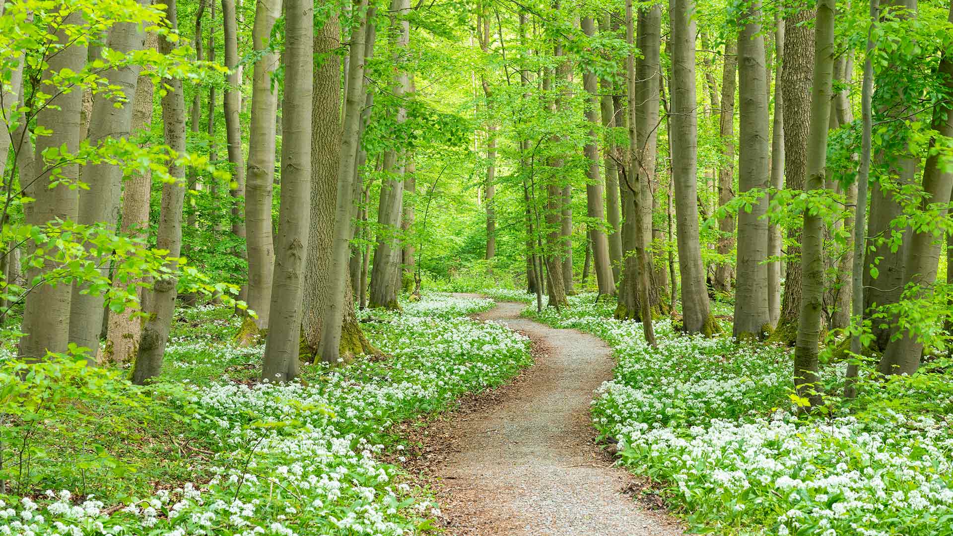 Wild Garlic