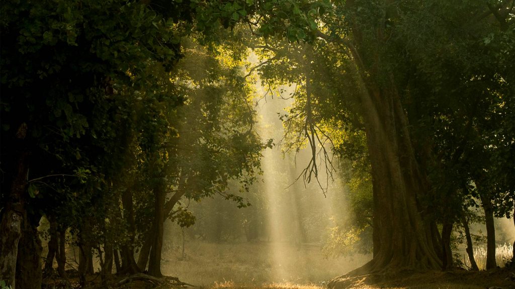 Bandhavgarh National Park – Bing Wallpaper Download