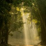 Bandhavgarh National Park