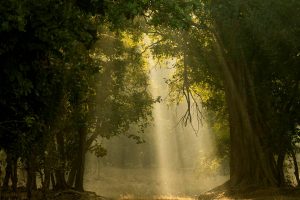 Bandhavgarh National Park