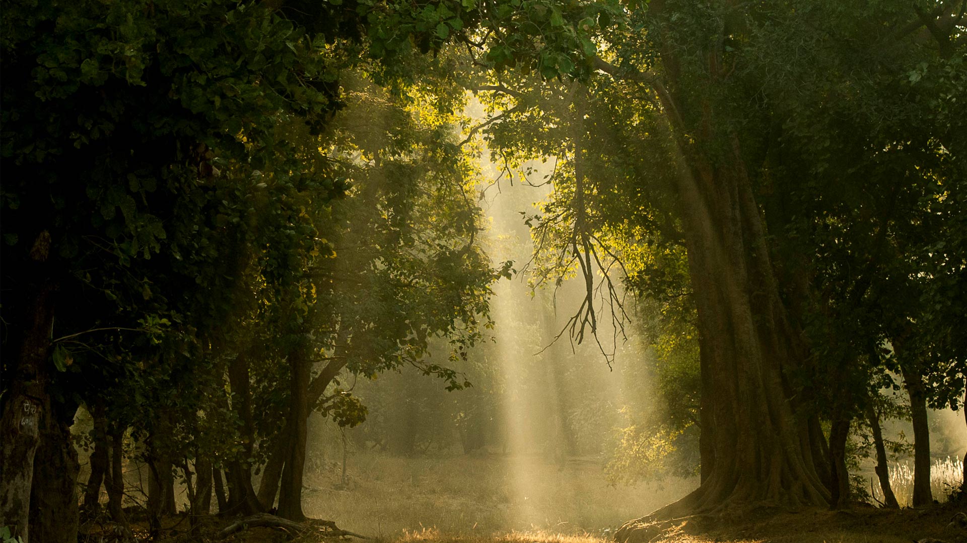 Bandhavgarh National Park