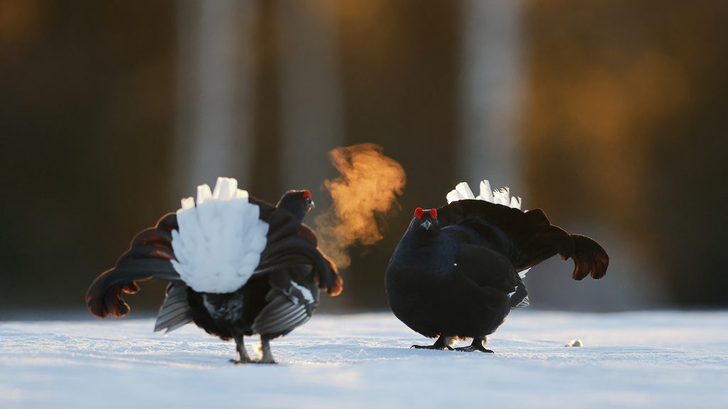 Black Grouse Lekking