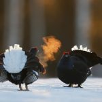 Black Grouse Lekking