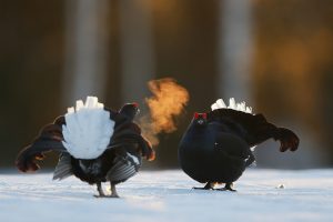 Black Grouse Lekking