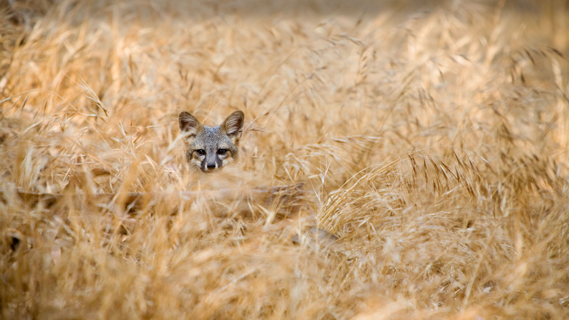 Earth Day Fox