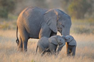 Elephant Twins