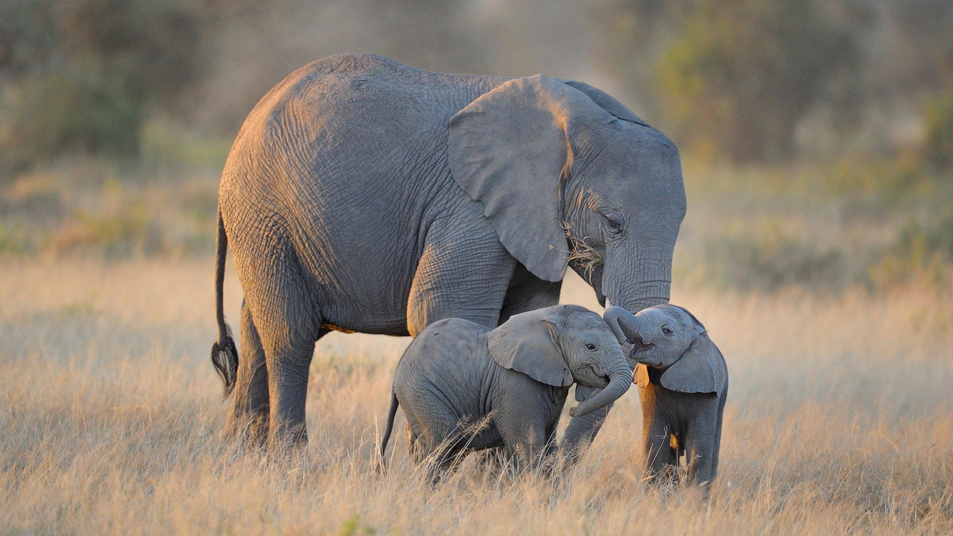 Elephant Twins