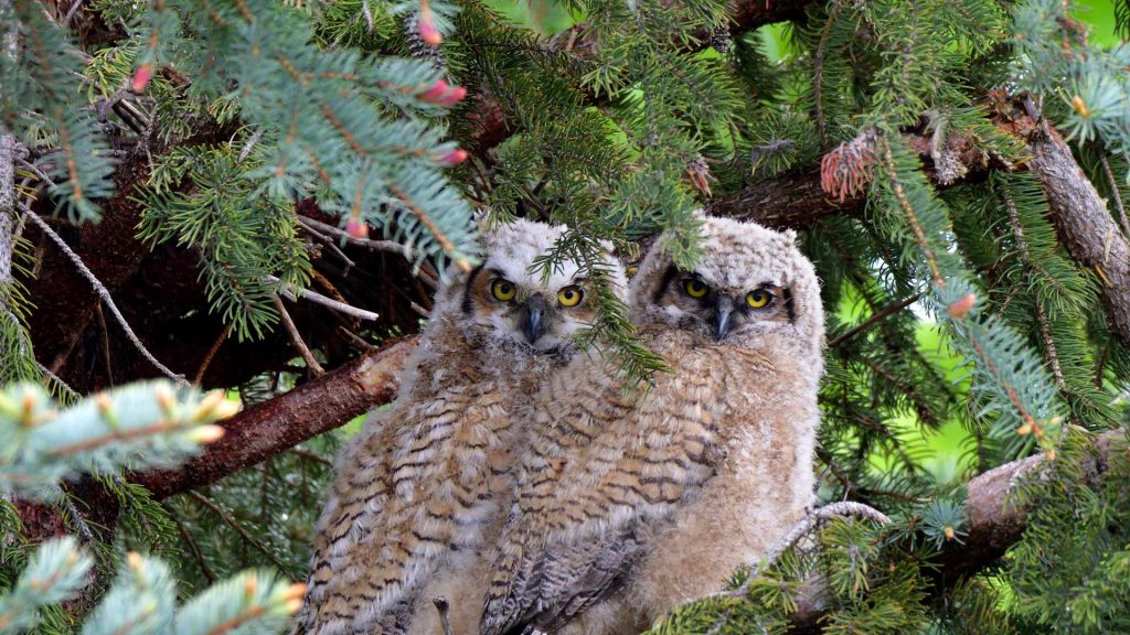 GHO Audubon Day