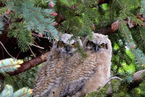 GHO Audubon Day