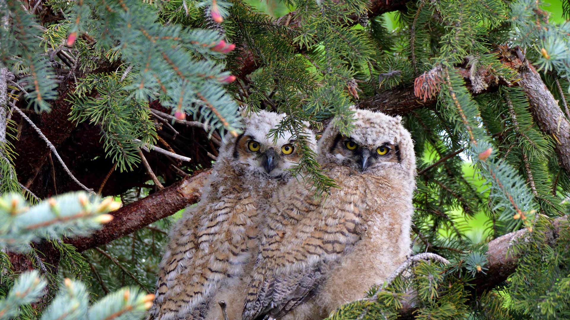 GHO Audubon Day