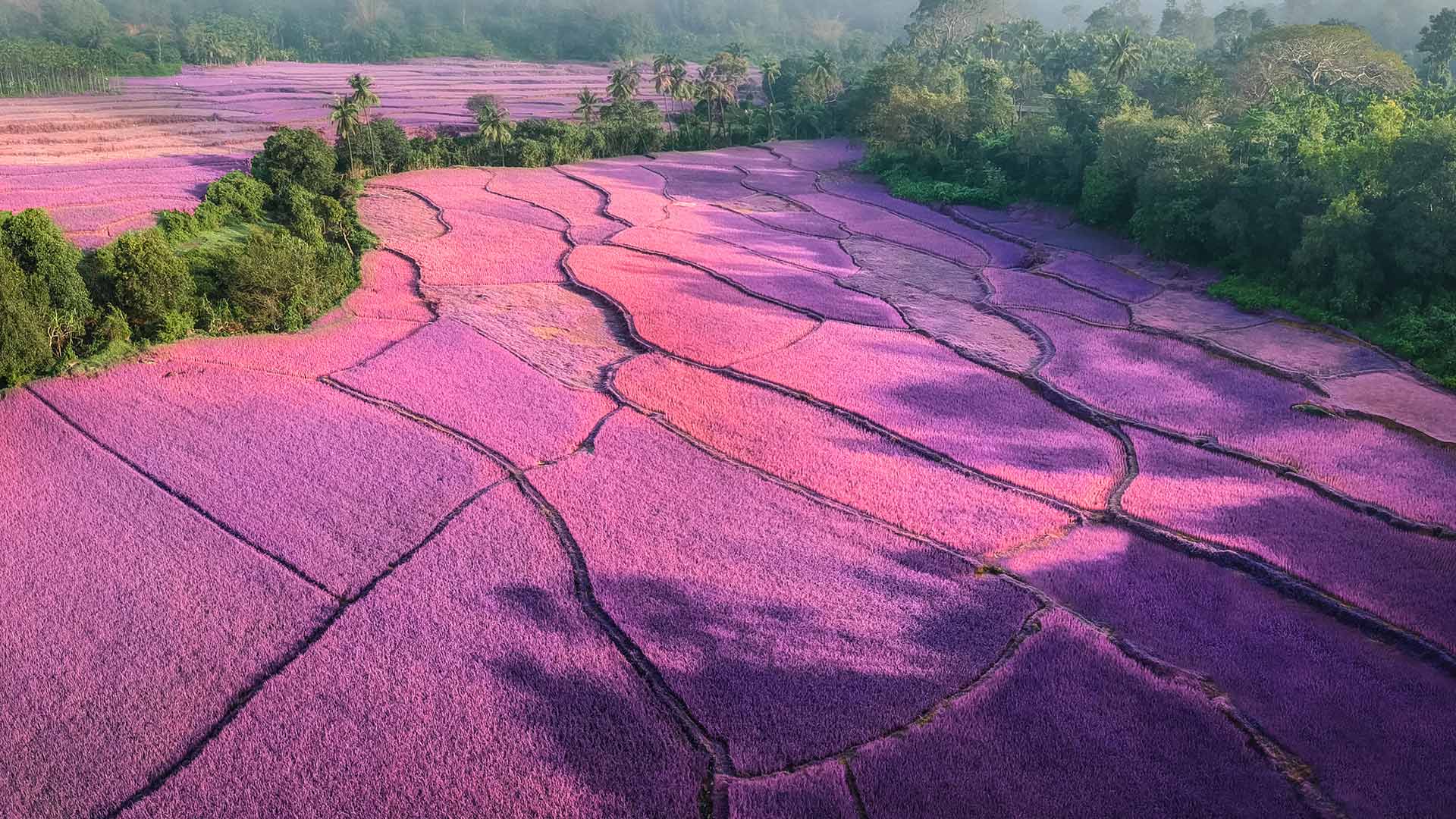 Honnavara Lavender Fields