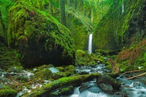 Mossy Grotto Falls