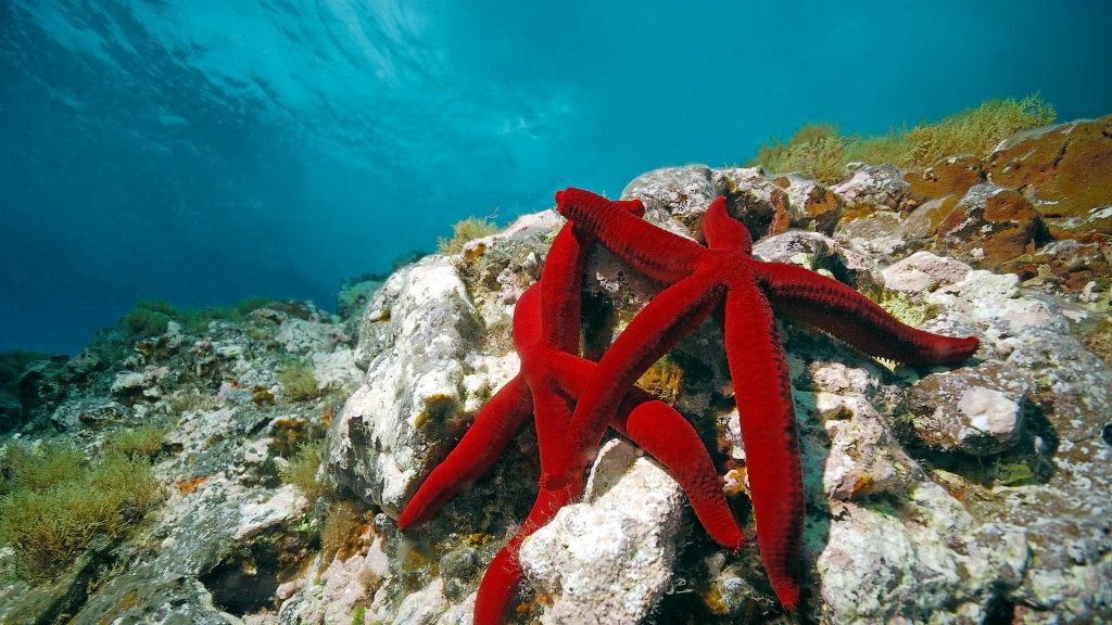 Red Sea Stars