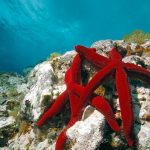 Red Sea Stars