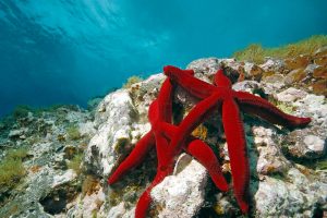 Red Sea Stars