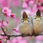 Taiwan Yuhina