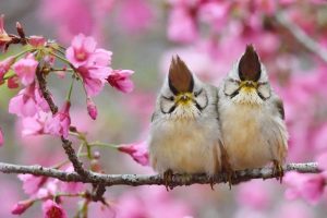 Taiwan Yuhina