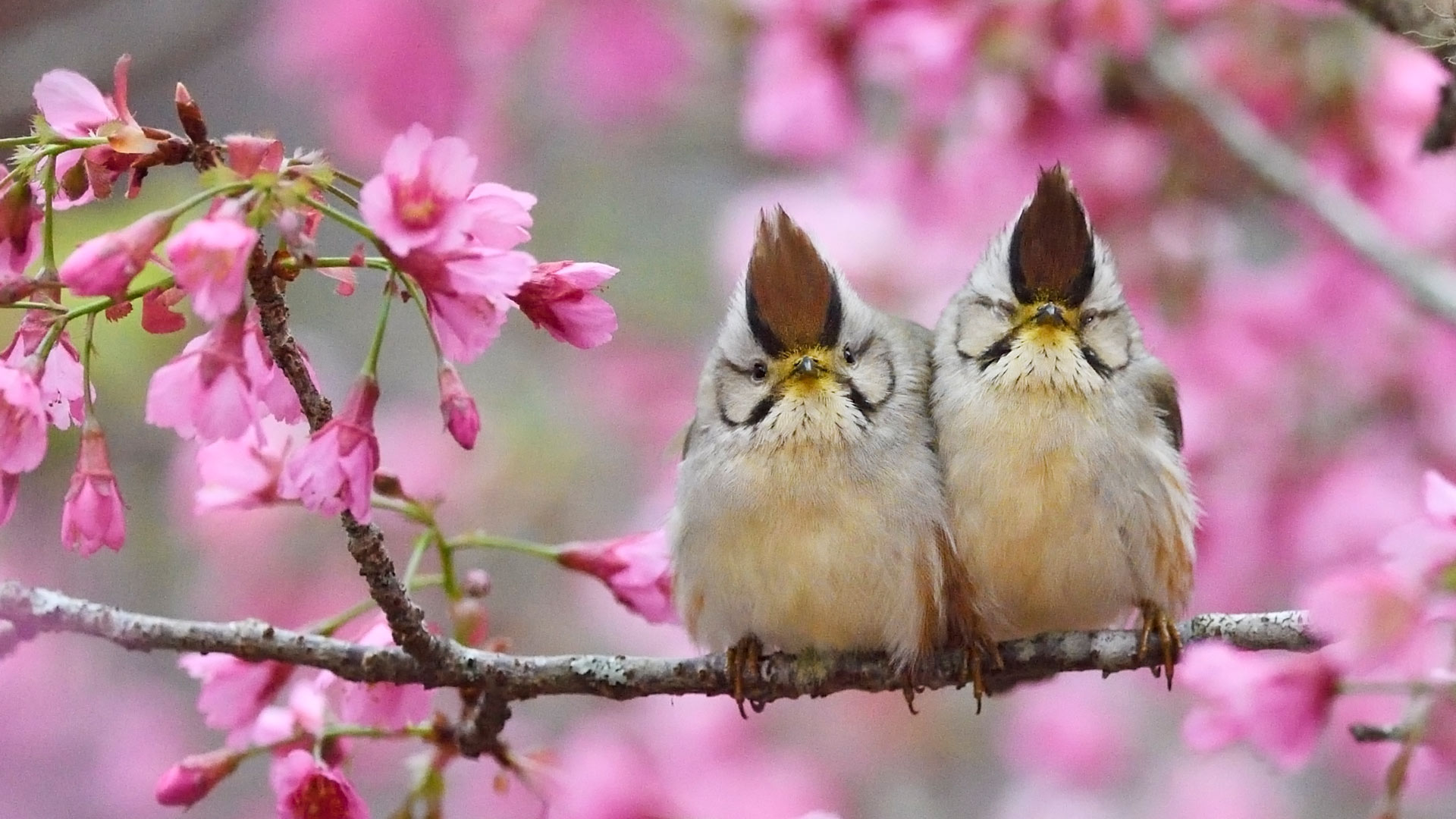 Taiwan Yuhina