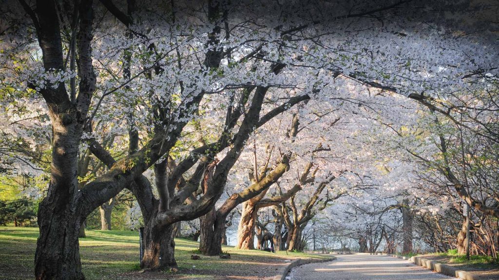 Thecherryblossomtrees