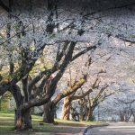 Thecherryblossomtrees