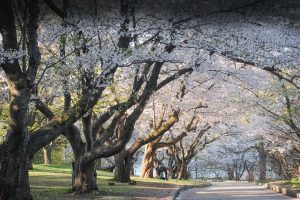 The Cherry Blossom Trees