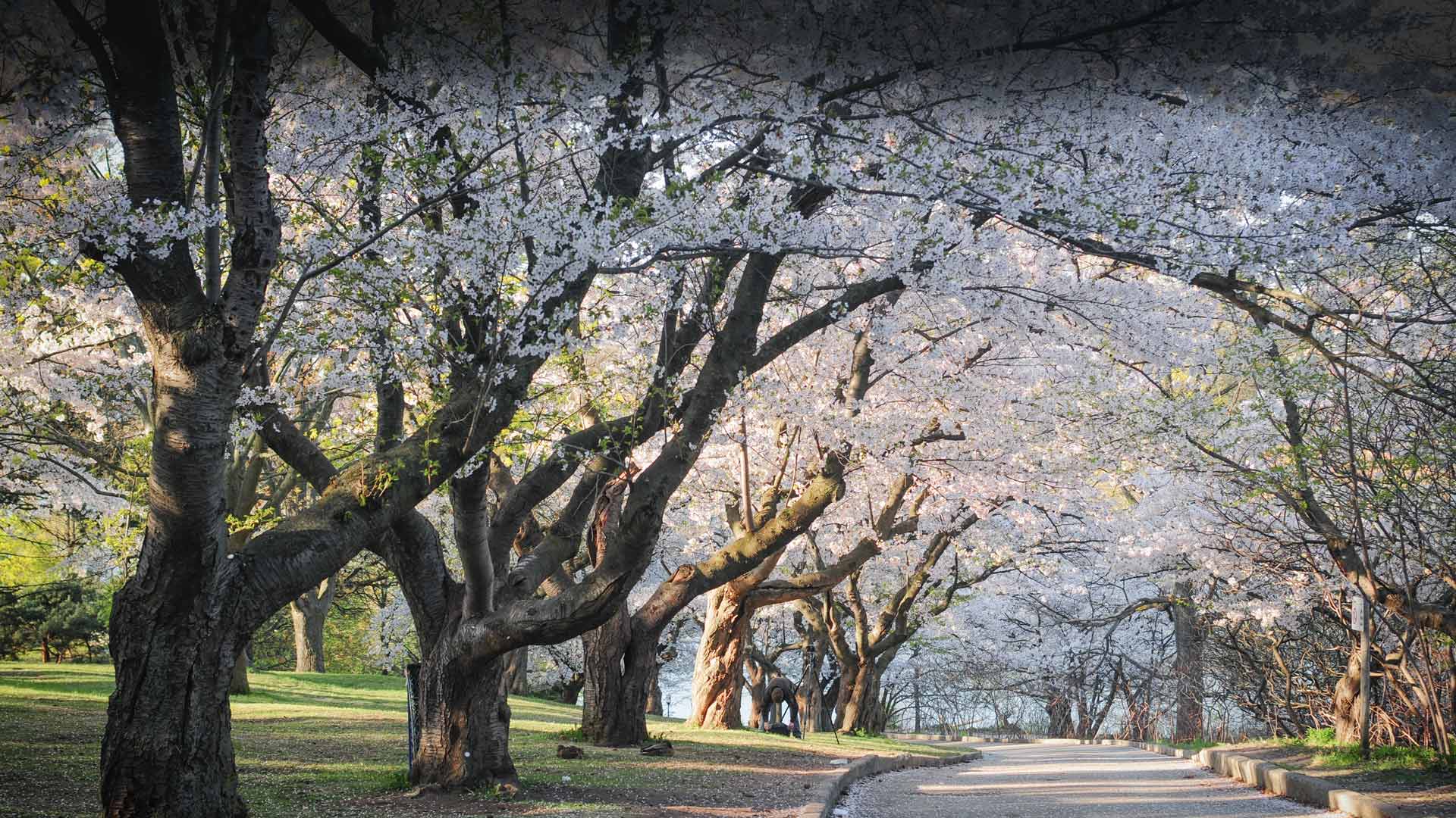 The Cherry Blossom Trees