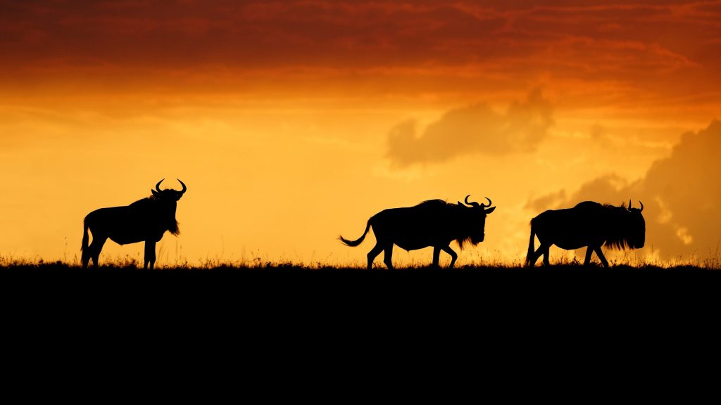 Three Wildebeest