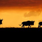 Three Wildebeest