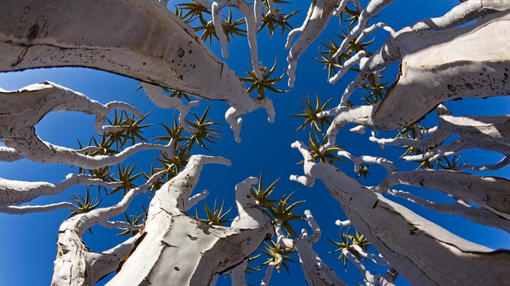 Aloe Dichotomum