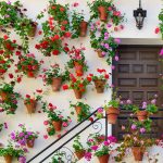 Cordoba Courtyard Flowers