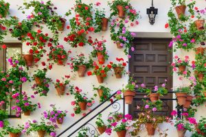 Cordoba Courtyard Flowers