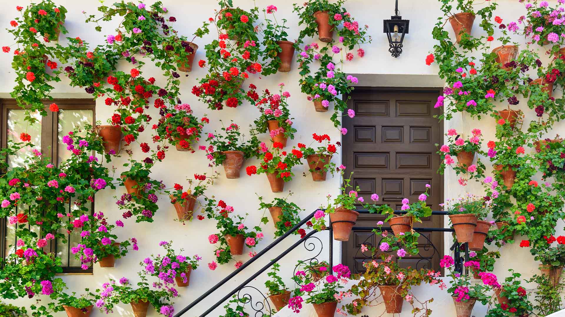 Cordoba Courtyard Flowers