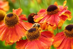 European Honeybee