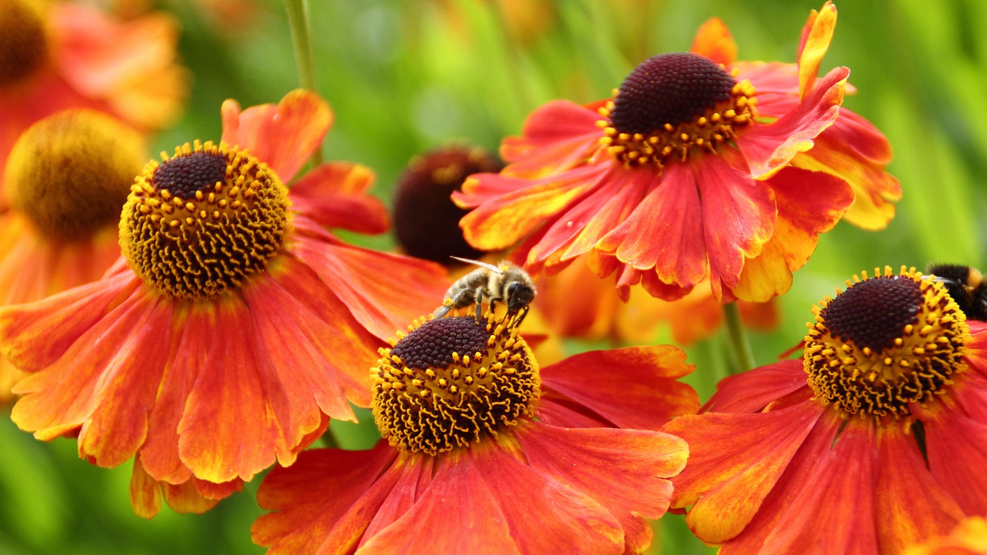 European Honeybee