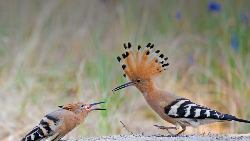 Hoopoe Fathersday